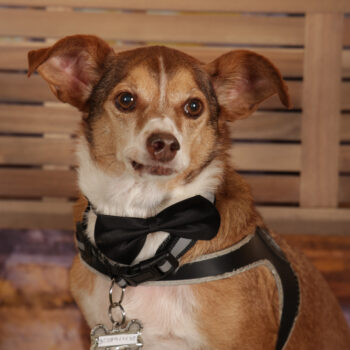 Concorso Fotografico - QuattroZampe in Fiera - Roma - Marzo 2026