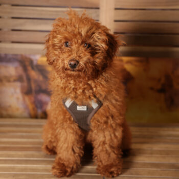 Concorso Fotografico - QuattroZampe in Fiera - Roma - Marzo 2026