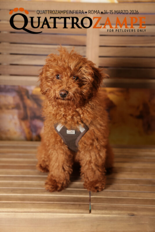 Concorso Fotografico - QuattroZampe in Fiera - Roma - Marzo 2026