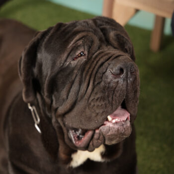 Concorso Fotografico - QuattroZampe in Fiera - Roma - Marzo 2026