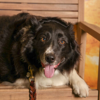 Concorso Fotografico - QuattroZampe in Fiera - Roma - Marzo 2026