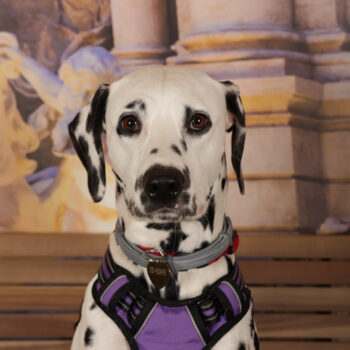 Concorso Fotografico - QuattroZampe in Fiera - Roma - Marzo 2026