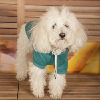 Concorso Fotografico - QuattroZampe in Fiera - Roma - Marzo 2026