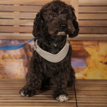 Concorso Fotografico - QuattroZampe in Fiera - Roma - Marzo 2026