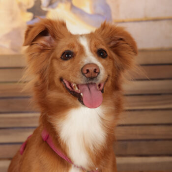 Concorso Fotografico - QuattroZampe in Fiera - Roma - Marzo 2026