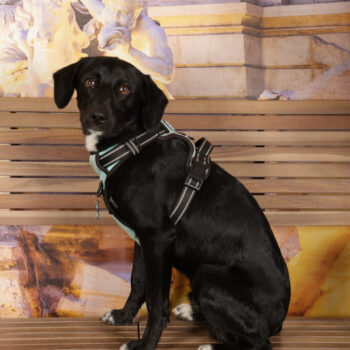 Concorso Fotografico - QuattroZampe in Fiera - Roma - Marzo 2026