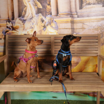 Concorso Fotografico - QuattroZampe in Fiera - Roma - Marzo 2026