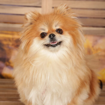 Concorso Fotografico - QuattroZampe in Fiera - Roma - Marzo 2026