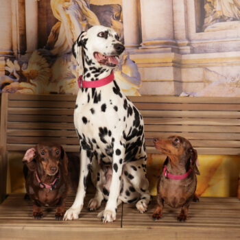 Concorso Fotografico - QuattroZampe in Fiera - Roma - Marzo 2026