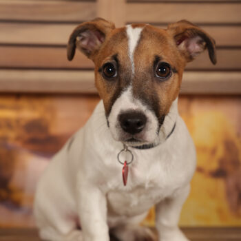 Concorso Fotografico - QuattroZampe in Fiera - Roma - Marzo 2026