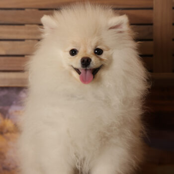 Concorso Fotografico - QuattroZampe in Fiera - Roma - Marzo 2026