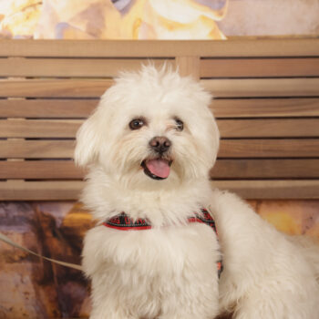 Concorso Fotografico - QuattroZampe in Fiera - Roma - Marzo 2026