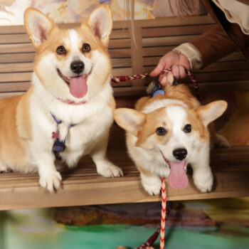 Concorso Fotografico - QuattroZampe in Fiera - Roma - Marzo 2026