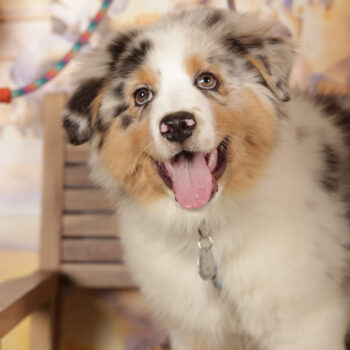 Concorso Fotografico - QuattroZampe in Fiera - Roma - Marzo 2026