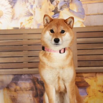 Concorso Fotografico - QuattroZampe in Fiera - Roma - Marzo 2026