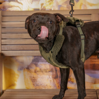 Concorso Fotografico - QuattroZampe in Fiera - Roma - Marzo 2026