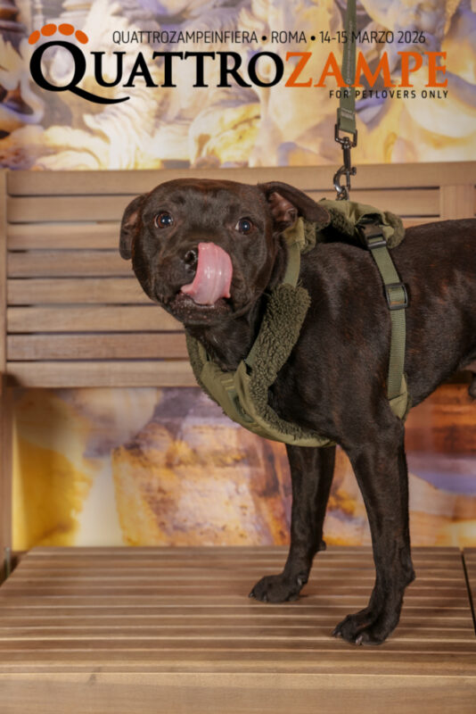 Concorso Fotografico - QuattroZampe in Fiera - Roma - Marzo 2026
