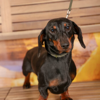 Concorso Fotografico - QuattroZampe in Fiera - Roma - Marzo 2026