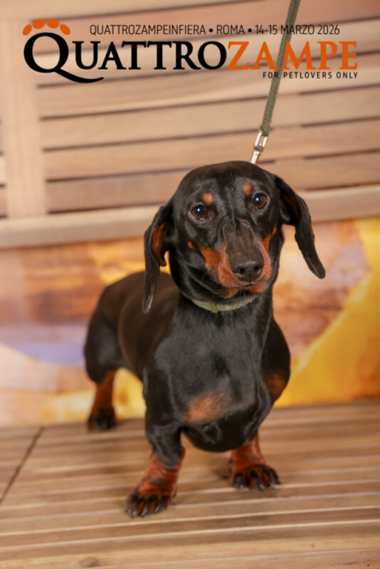 Concorso Fotografico - QuattroZampe in Fiera - Roma - Marzo 2026