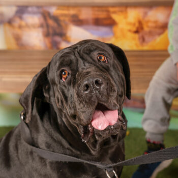 Concorso Fotografico - QuattroZampe in Fiera - Roma - Marzo 2026