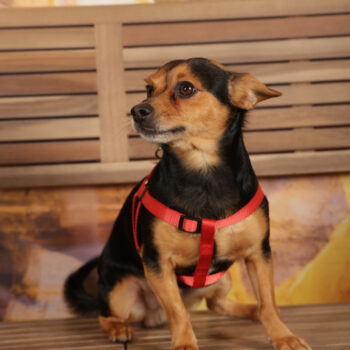 Concorso Fotografico - QuattroZampe in Fiera - Roma - Marzo 2026