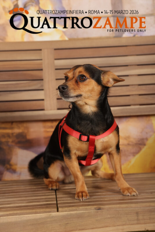 Concorso Fotografico - QuattroZampe in Fiera - Roma - Marzo 2026