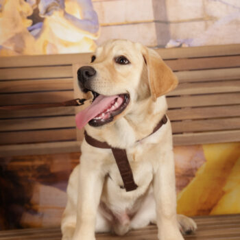 Concorso Fotografico - QuattroZampe in Fiera - Roma - Marzo 2026