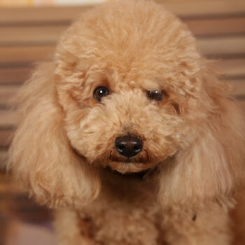 Concorso Fotografico - QuattroZampe in Fiera - Roma - Marzo 2026