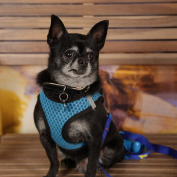 Concorso Fotografico - QuattroZampe in Fiera - Roma - Marzo 2026