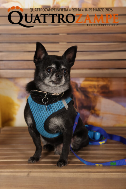 Concorso Fotografico - QuattroZampe in Fiera - Roma - Marzo 2026