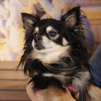 Concorso Fotografico - QuattroZampe in Fiera - Roma - Marzo 2026