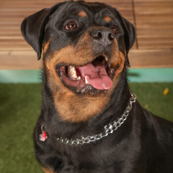 Concorso Fotografico - QuattroZampe in Fiera - Roma - Marzo 2026