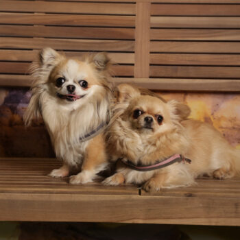 Concorso Fotografico - QuattroZampe in Fiera - Roma - Marzo 2026