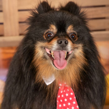 Concorso Fotografico - QuattroZampe in Fiera - Roma - Marzo 2026