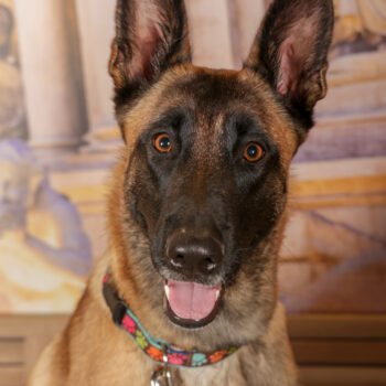 Concorso Fotografico - QuattroZampe in Fiera - Roma - Marzo 2026