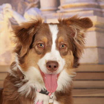 Concorso Fotografico - QuattroZampe in Fiera - Roma - Marzo 2026