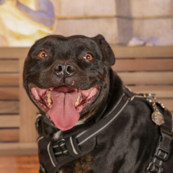 Concorso Fotografico - QuattroZampe in Fiera - Roma - Marzo 2026