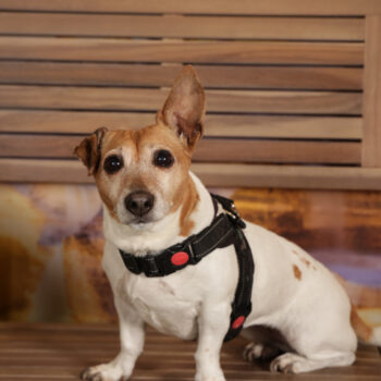 Concorso Fotografico - QuattroZampe in Fiera - Roma - Marzo 2026