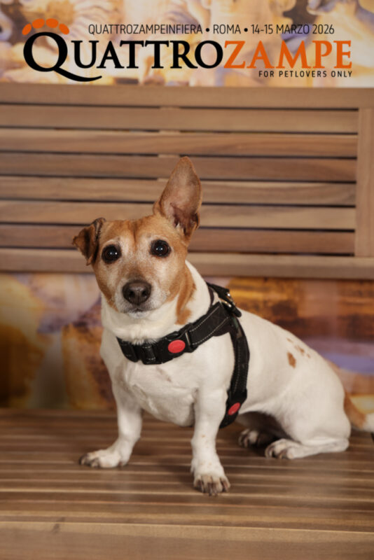 Concorso Fotografico - QuattroZampe in Fiera - Roma - Marzo 2026