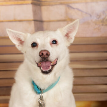 Concorso Fotografico - QuattroZampe in Fiera - Roma - Marzo 2026