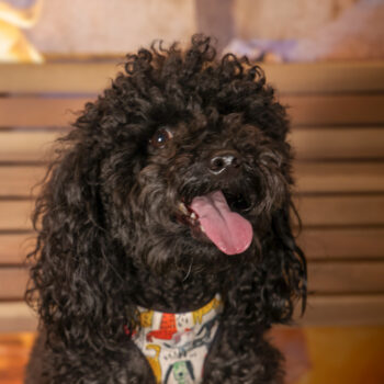 Concorso Fotografico - QuattroZampe in Fiera - Roma - Marzo 2026