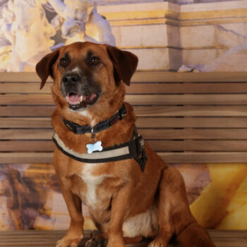 Concorso Fotografico - QuattroZampe in Fiera - Roma - Marzo 2026