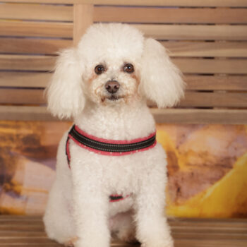 Concorso Fotografico - QuattroZampe in Fiera - Roma - Marzo 2026