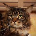 Concorso Fotografico - QuattroZampe in Fiera - Roma - Marzo 2026