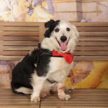 Concorso Fotografico - QuattroZampe in Fiera - Roma - Marzo 2026