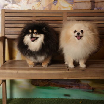 Concorso Fotografico - QuattroZampe in Fiera - Roma - Marzo 2026