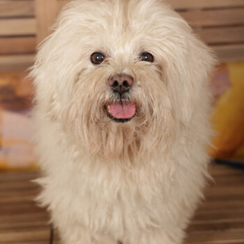 Concorso Fotografico - QuattroZampe in Fiera - Roma - Marzo 2026