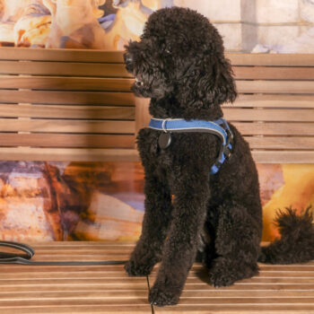 Concorso Fotografico - QuattroZampe in Fiera - Roma - Marzo 2026