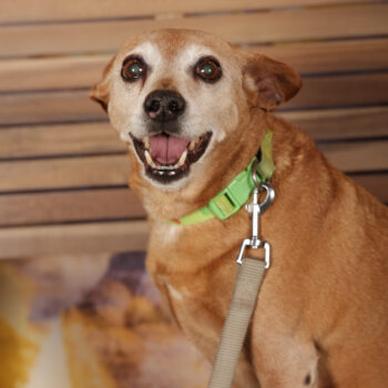 Concorso Fotografico - QuattroZampe in Fiera - Roma - Marzo 2026