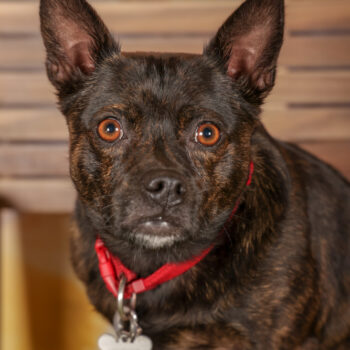 Concorso Fotografico - QuattroZampe in Fiera - Roma - Marzo 2026